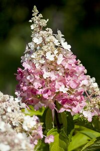 Hydrangea paniculata 'Pinky Winky' C7.5
