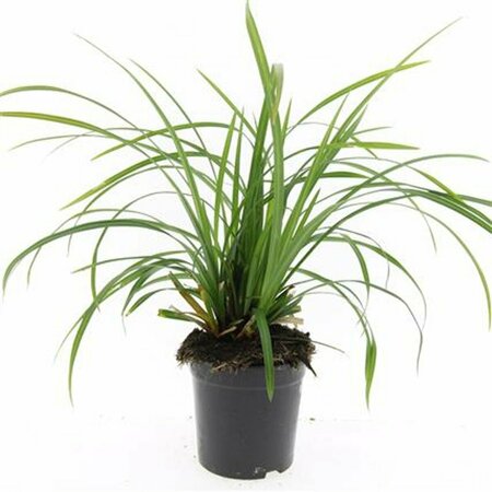 Carex morrowii 'Irish Green' C2 - afbeelding 11