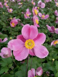 Anemone hupehensis 'Splendens' C2