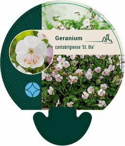Geranium cantabrigiense 'St Ola' P9