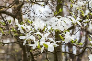 Magnolia kobus 10-12 C.  - afbeelding 3