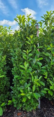 Prunus laurocerasus 'Rotundifolia' 150/175 C. - afbeelding 9