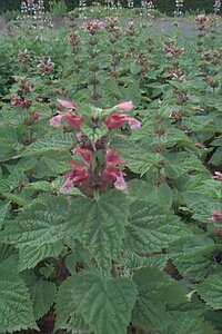 Lamium orvala P9