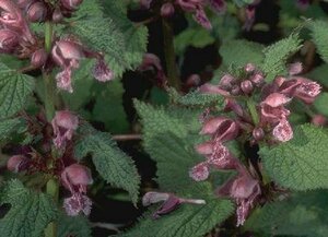 Lamium orvala P9 - afbeelding 2
