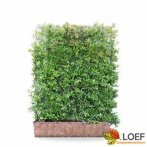 Pyracantha 'Dart's Red' Haagelement 120x155  - afbeelding 2