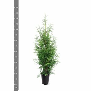 Thuja occidentalis 'Brabant' 200/225 KL. - afbeelding 9