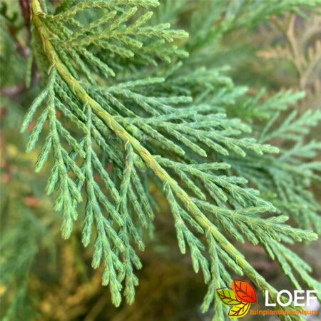 Thuja occidentalis 'Brabant' 200/225 KL. - afbeelding 1