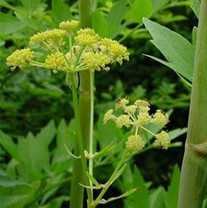 Levisticum officinale P9 - afbeelding 5