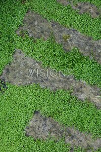 Soleirolia soleirolii P9