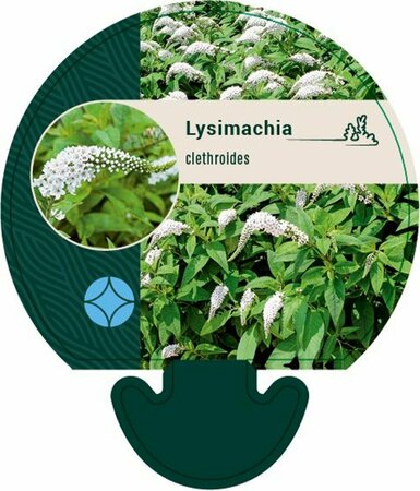 Lysimachia clethroides P9 - afbeelding 5
