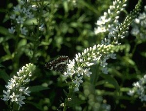 Lysimachia clethroides P9