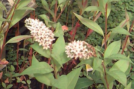 Lysimachia clethroides P9 - afbeelding 9