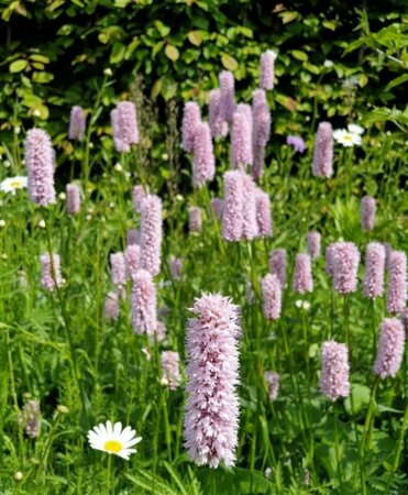 Persicaria bistorta P9 - afbeelding 1