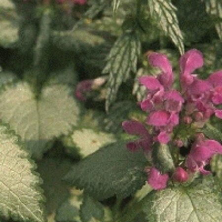 Lamium maculatum 'Beacon Silver' P9 - afbeelding 4