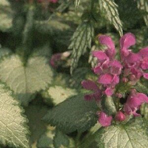 Lamium maculatum 'Beacon Silver' P9 - afbeelding 4