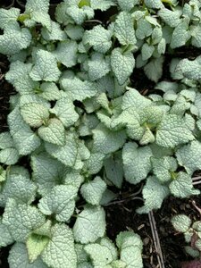 Lamium maculatum 'Beacon Silver' P9 - afbeelding 3