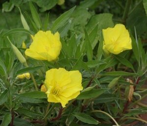 Oenothera macrocarpa P9