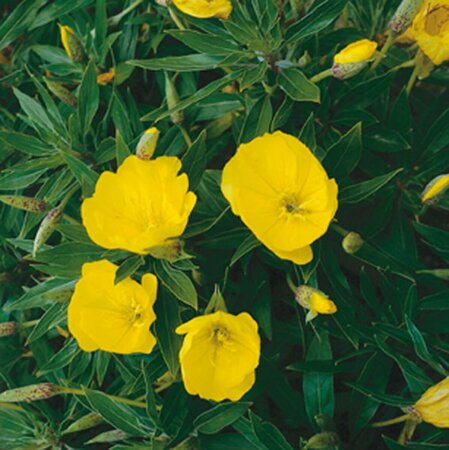 Oenothera macrocarpa P9 - afbeelding 3