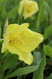 Oenothera macrocarpa P9 - afbeelding 2