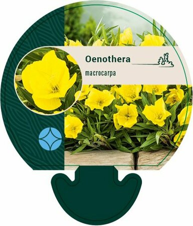 Oenothera macrocarpa P9 - afbeelding 6