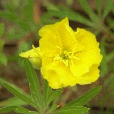 Oenothera macrocarpa P9 - afbeelding 5