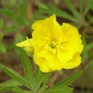 Oenothera macrocarpa P9 - afbeelding 5