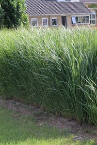 Panicum virgatum 'Northwind' P9