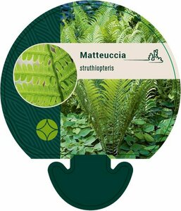 Matteuccia struthiopteris P9 - afbeelding 3