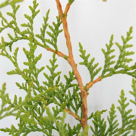 Thuja occidentalis 'Brabant' 125/150 KL. - afbeelding 10