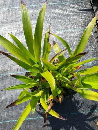 Luzula sylvatica P9 - afbeelding 1