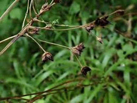 Luzula sylvatica P9 - afbeelding 5