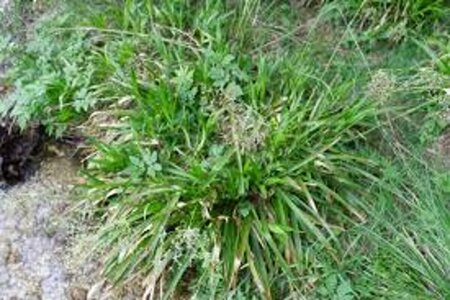 Luzula sylvatica P9 - afbeelding 8