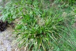 Luzula sylvatica P9 - afbeelding 8