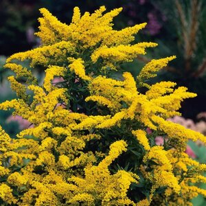 Solidago 'Goldkind' P9 - afbeelding 3