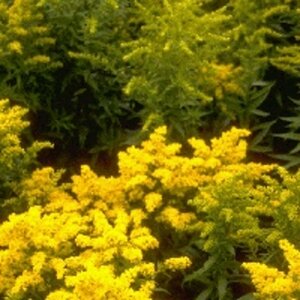 Solidago 'Goldkind' P9 - afbeelding 4