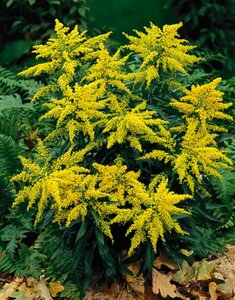 Solidago 'Goldkind' P9 - afbeelding 5