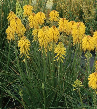 Kniphofia 'Banana Popsicle'  P9 - afbeelding 1