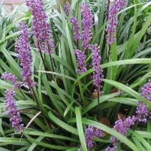 Liriope muscari 'Big Blue' P9 - afbeelding 6
