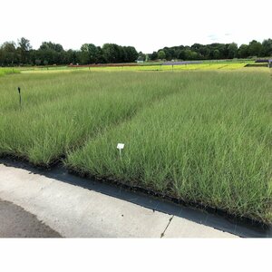 Miscanthus sinensis 'Gracillimus' P9 - afbeelding 4