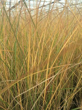 Miscanthus sinensis 'Gracillimus' P9 - afbeelding 3