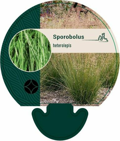 Sporobolus heterolepis P9