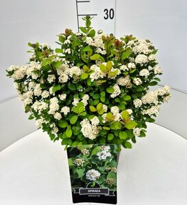 Spiraea betulifolia 'Tor' C1.5 - afbeelding 7