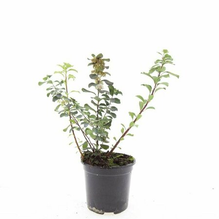 Spiraea betulifolia 'Tor' C1.5 - afbeelding 4