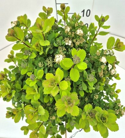 Spiraea betulifolia 'Tor' C1.5 - afbeelding 8