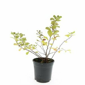 Spiraea betulifolia 'Tor' C1.5 - afbeelding 6