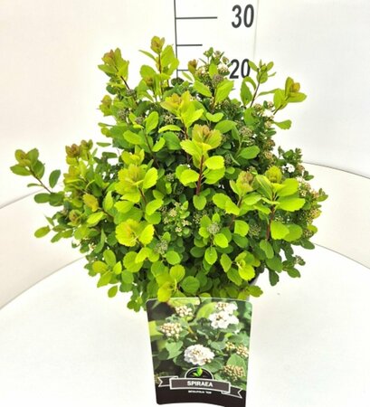 Spiraea betulifolia 'Tor' C1.5 - afbeelding 9