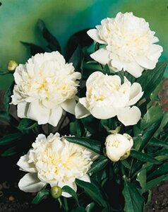 Paeonia lactiflora 'Duchesse de Nemours' P11