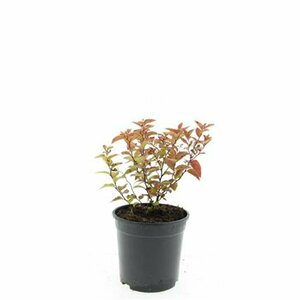 Spiraea japonica 'Firelight' C1.5