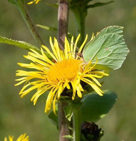Inula helenium P9 - afbeelding 2