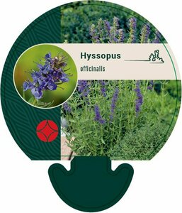 Hyssopus officinalis P9 - afbeelding 2